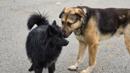 Halt und Zuneigung für Bojan