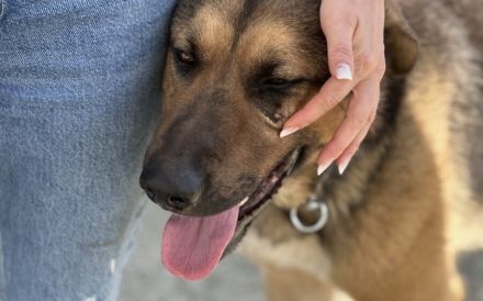 Halt und Zuneigung für Bojan