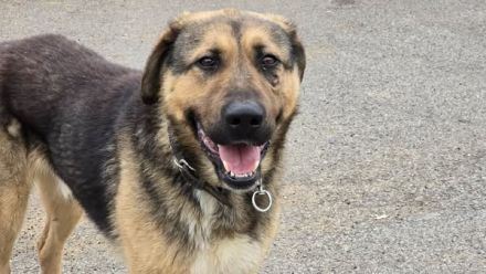 Halt und Zuneigung für Bojan