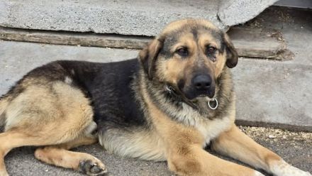 Halt und Zuneigung für Bojan