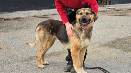 Halt und Zuneigung für Bojan