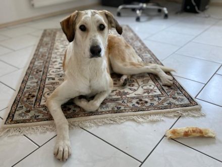 Sensible NEVA sucht ihr geduldiges Zuhause im ländlichen Bereich