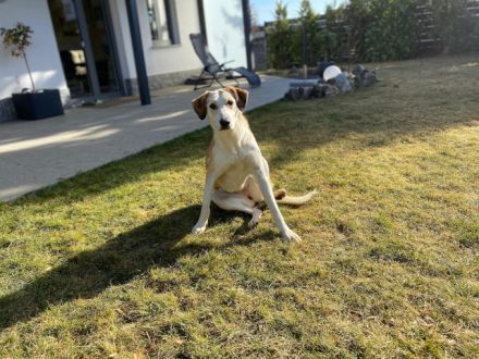 Sensible NEVA sucht ihr geduldiges Zuhause im ländlichen Bereich