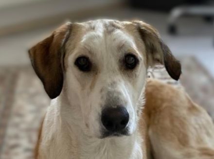 Sensible NEVA sucht ihr geduldiges Zuhause im ländlichen Bereich