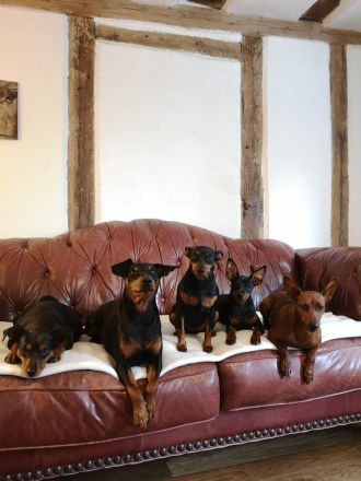 Welpen E-Wurf Sommer 2025 Zwergpinscher Rehpinscher