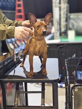 Welpen E-Wurf Sommer 2025 Zwergpinscher Rehpinscher