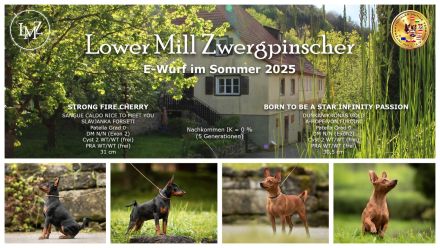 Welpen E-Wurf Sommer 2025 Zwergpinscher Rehpinscher