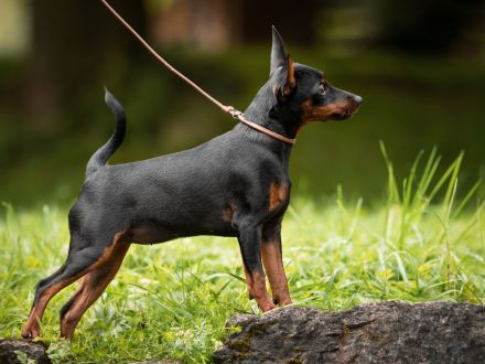 Welpen E-Wurf Sommer 2025 Zwergpinscher Rehpinscher