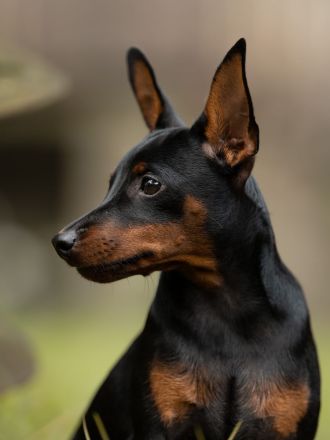 Welpen E-Wurf Sommer 2025 Zwergpinscher Rehpinscher