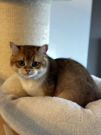 Britisch Kurzhaar Katze Gold BKH *7 Monate*