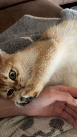 Britisch Kurzhaar Katze Gold BKH *7 Monate*