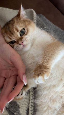 Britisch Kurzhaar Katze Gold BKH *7 Monate*