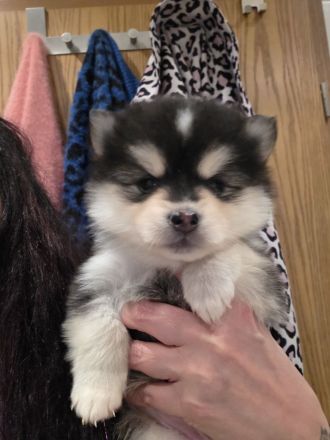 Pomsky F2/F3 Welpen 6 Wochen jung 6/8 Kilo kniehoch