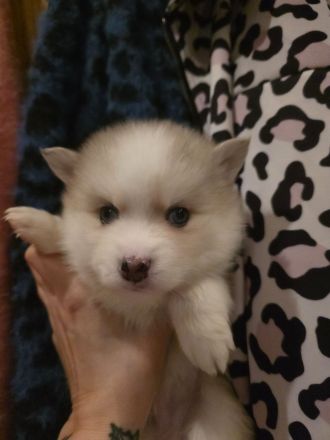 Pomsky F2/F3 Welpen 6 Wochen jung 6/8 Kilo kniehoch