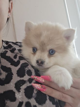 Auszugsbereit Pomsky Welpen Minihusky blaue Augen