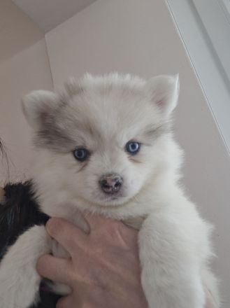 Auszugsbereit Pomsky Welpen Minihusky blaue Augen