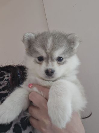 Auszugsbereit Pomsky Welpen Minihusky blaue Augen