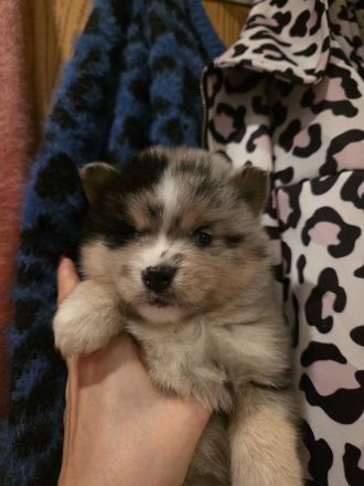 Pomsky F2/F3 Welpen 6 Wochen jung 6/8 Kilo kniehoch