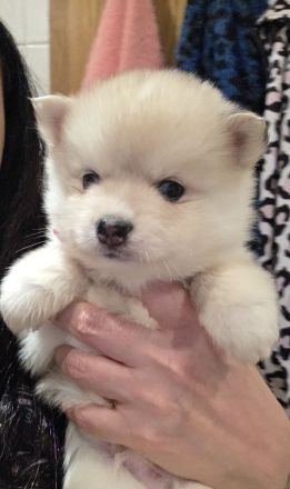 Pomsky F2/F3 Welpen 6 Wochen jung 6/8 Kilo kniehoch