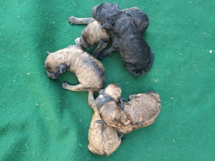 Puli Welpen abzugeben