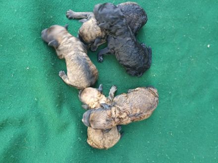 Puli Welpen abzugeben