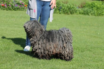 Puli Welpen abzugeben