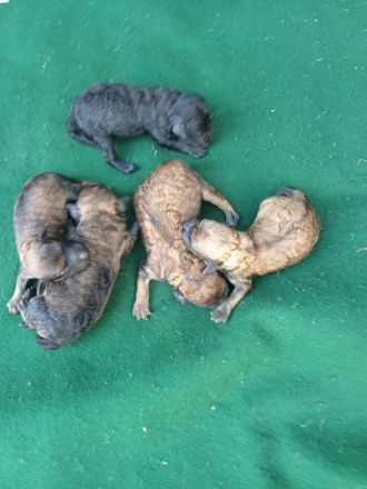 Puli Welpen abzugeben