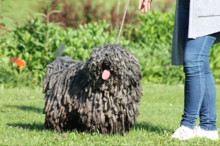 Puli Welpen abzugeben