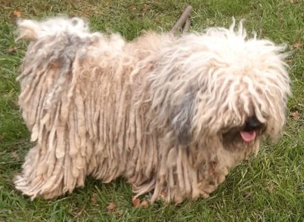 Puli Welpen abzugeben