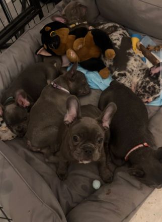 Französische bulldogge