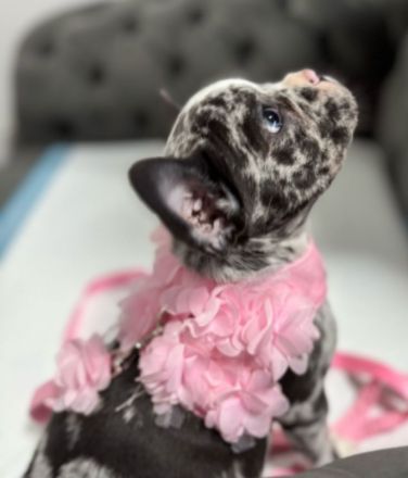 Französische bulldogge