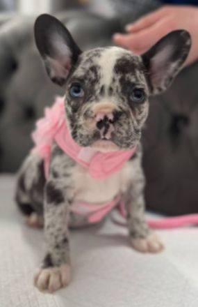 Französische bulldogge