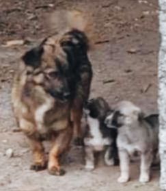 Kleine Fanny sucht ihre Menschen