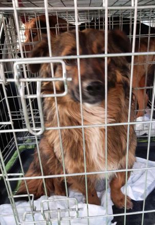 Kleine Fanny sucht ihre Menschen