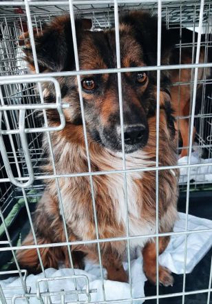 Kleine Fanny sucht ihre Menschen