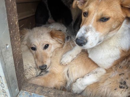 Jimmy, zutraulicher Junghund sucht Familie für viele schöne Momente, 5 Monate, 39 cm (wachsend)