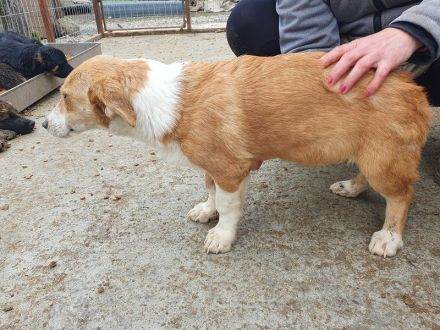 Jimmy, zutraulicher Junghund sucht Familie für viele schöne Momente, 5 Monate, 39 cm (wachsend)