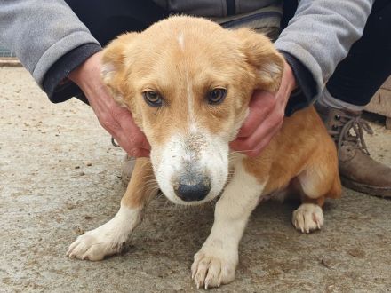 Jimmy, zutraulicher Junghund sucht Familie für viele schöne Momente, 5 Monate, 39 cm (wachsend)