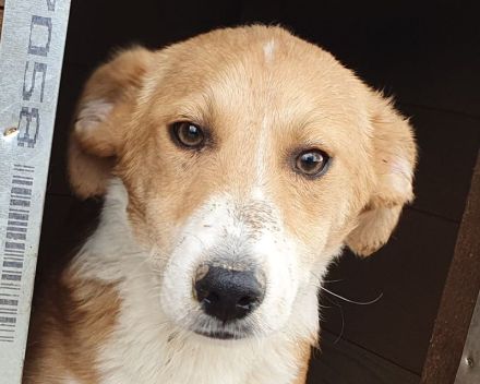 Jimmy, zutraulicher Junghund sucht Familie für viele schöne Momente, 5 Monate, 39 cm (wachsend)