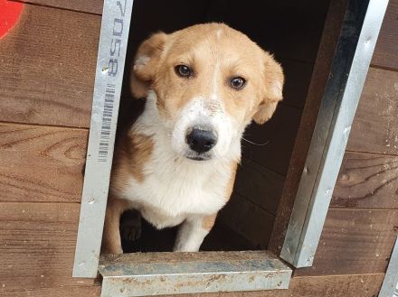 Jimmy, zutraulicher Junghund sucht Familie für viele schöne Momente, 5 Monate, 39 cm (wachsend)