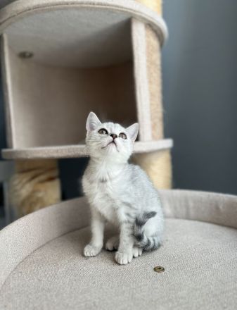 Süße Britisch-Kurzhaar - Russisch-Blau Kitten abzugeben