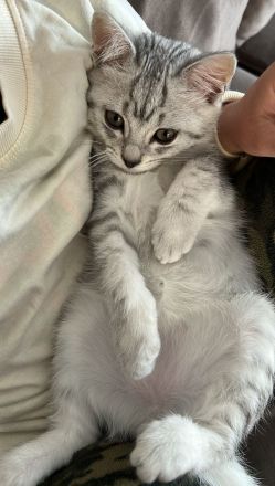 Süße Britisch-Kurzhaar - Russisch-Blau Kitten abzugeben