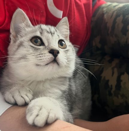 Süße Britisch-Kurzhaar - Russisch-Blau Kitten abzugeben