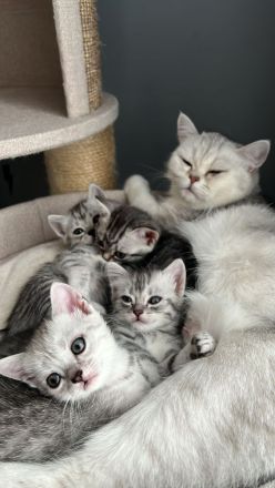 Süße Britisch-Kurzhaar - Russisch-Blau Kitten abzugeben