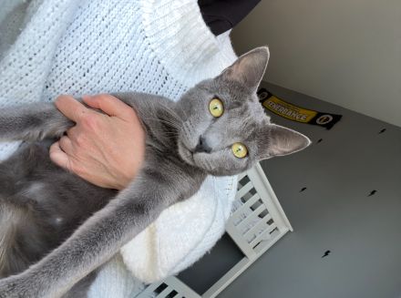 Süße Britisch-Kurzhaar - Russisch-Blau Kitten abzugeben