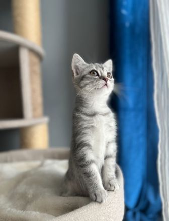 Süße Britisch-Kurzhaar - Russisch-Blau Kitten abzugeben