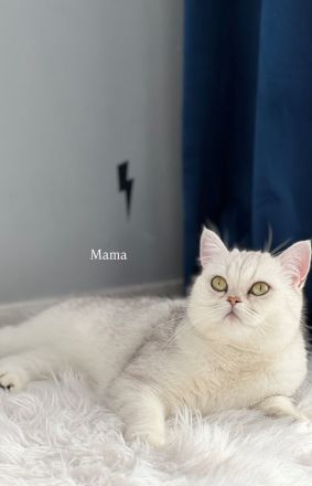 Süße Britisch-Kurzhaar - Russisch-Blau Kitten abzugeben