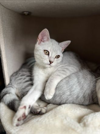 Süße Britisch-Kurzhaar - Russisch-Blau Kitten abzugeben