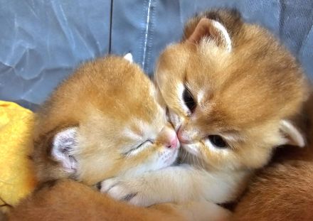 Bkh kitten in golden shaded und shell sind da!!!!!!!