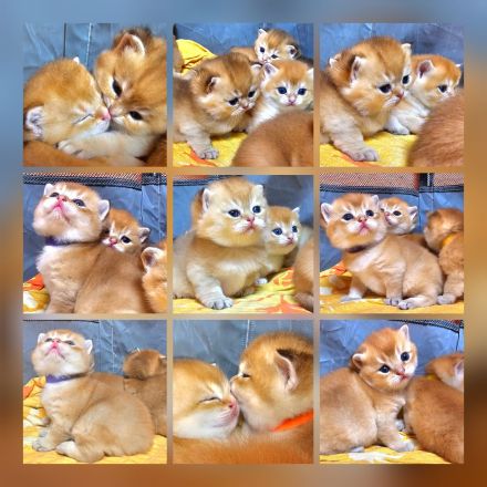 Bkh kitten in golden shaded und shell sind da!!!!!!!